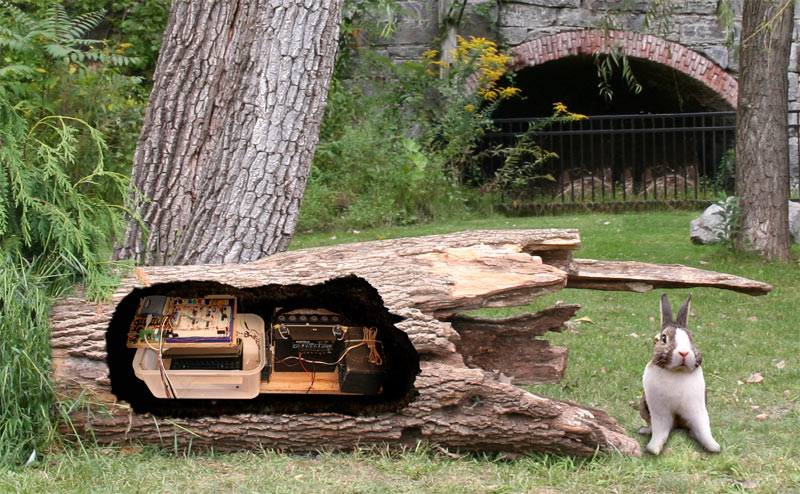 The Tree Whispers Rosendale